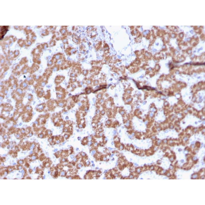 Prohibitin (Mitochondrial Marker)(PHB/3225), 0.2mg/mL