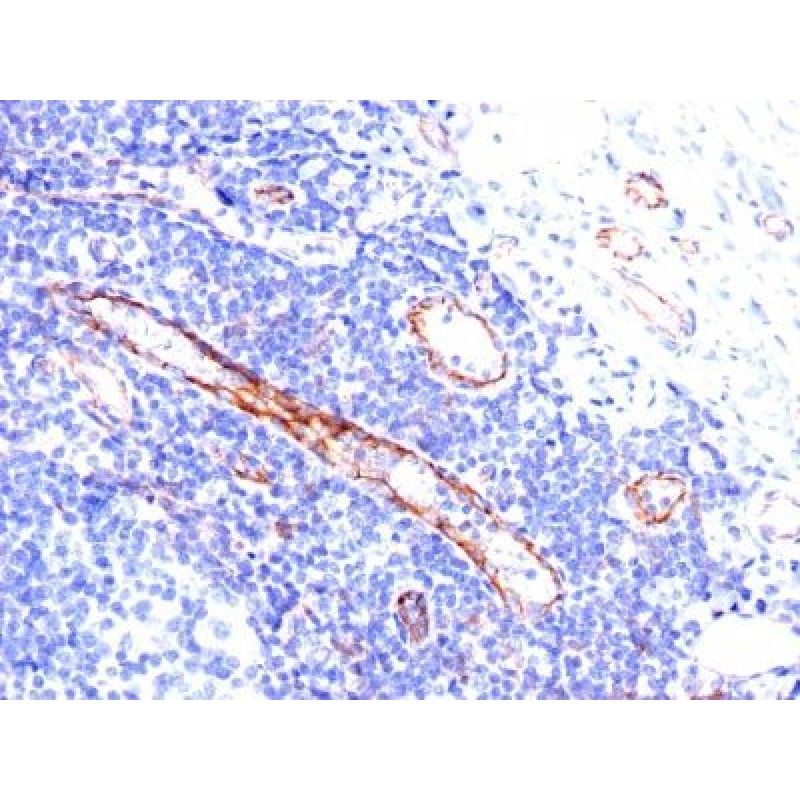 CD31 / PECAM-1(C31.3), 1mg/mL