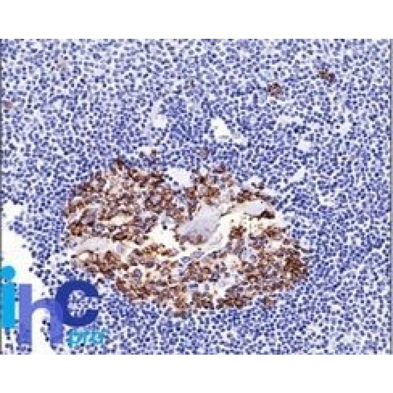 CDw75(LN-1), 1mg/mL