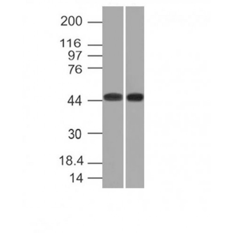 CD33(C33/69), 1mg/mL