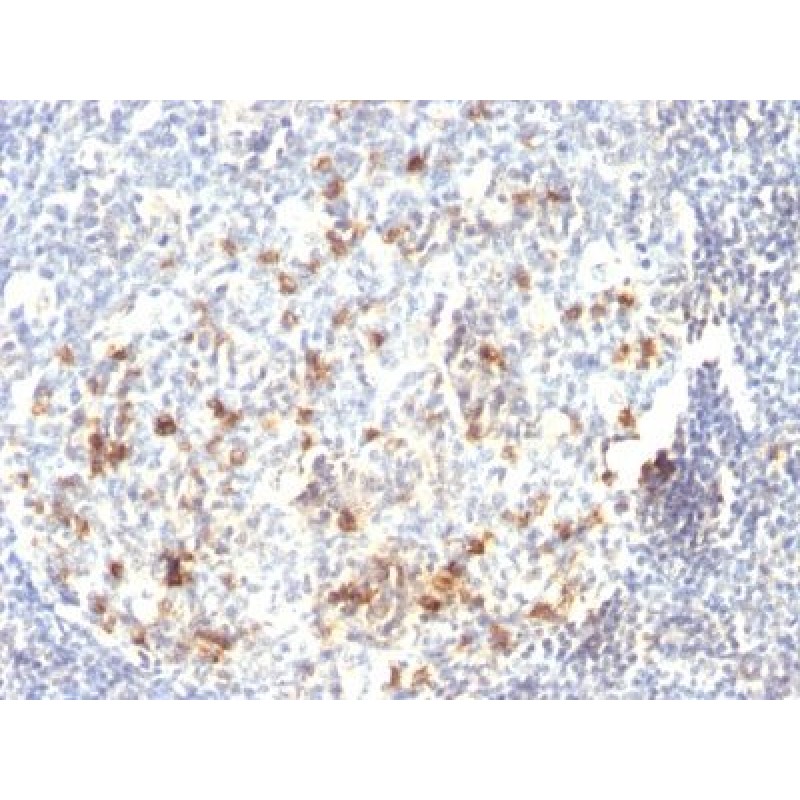 CD57 / B3GAT1(HNK-1), 1mg/mL