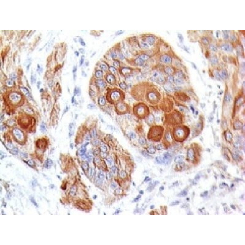 CD28(204.12), 1mg/mL