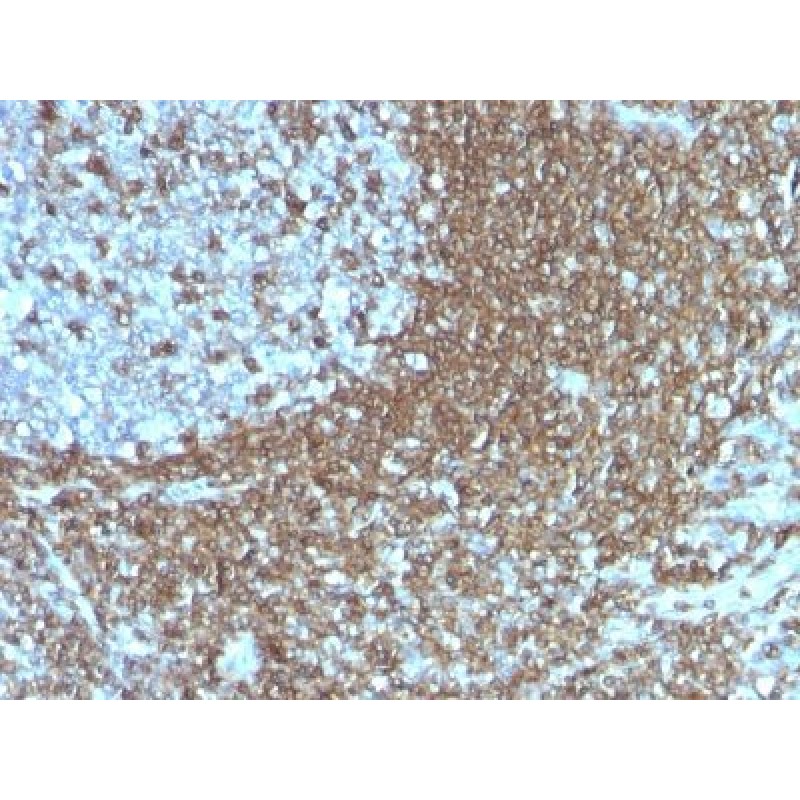 CD50 (ICAM-3)(186-2G9), 1mg/mL