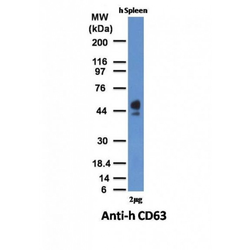 CD63(NKI-C3), 1mg/mL