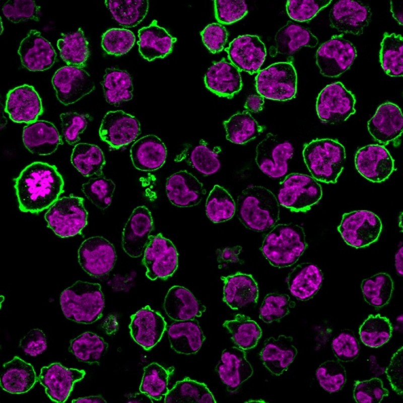 CD43(Bra7G), 1mg/mL