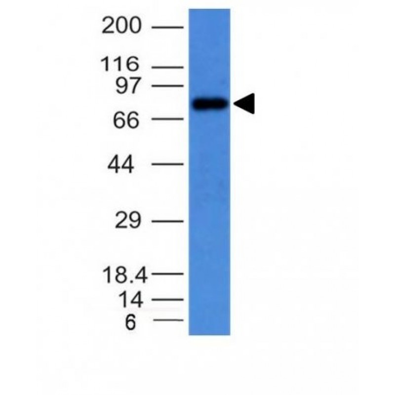 Human IgM Immunoglobulin(IM373), 1mg/mL