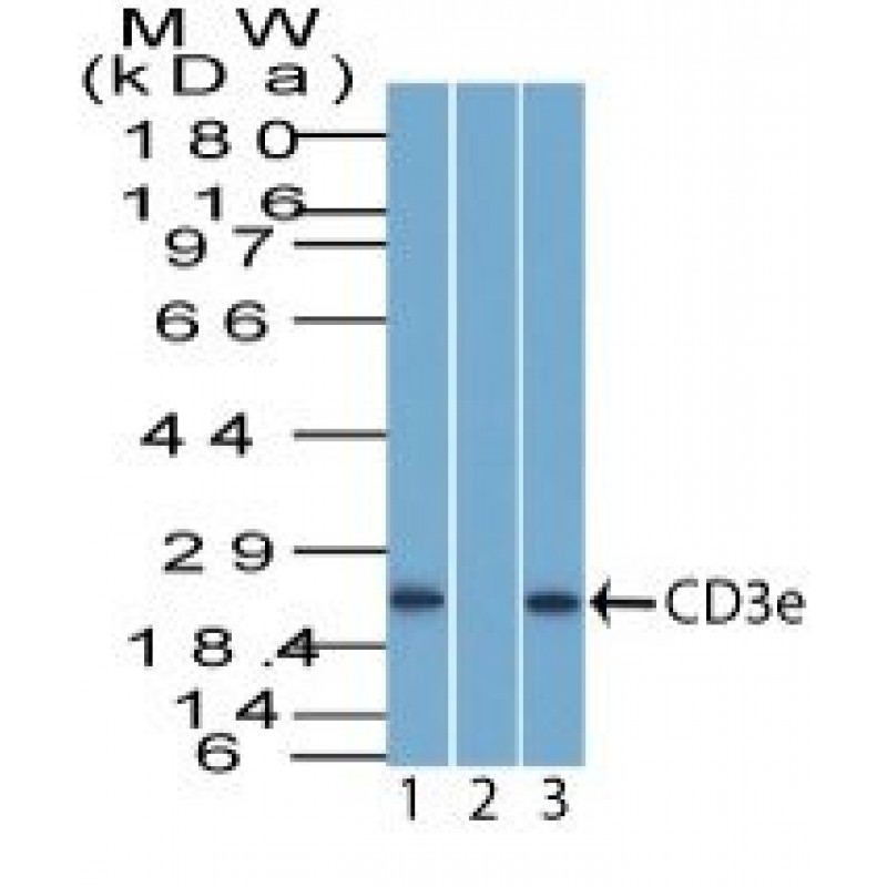 CD3e(Rabbit PAb), 1mg/mL
