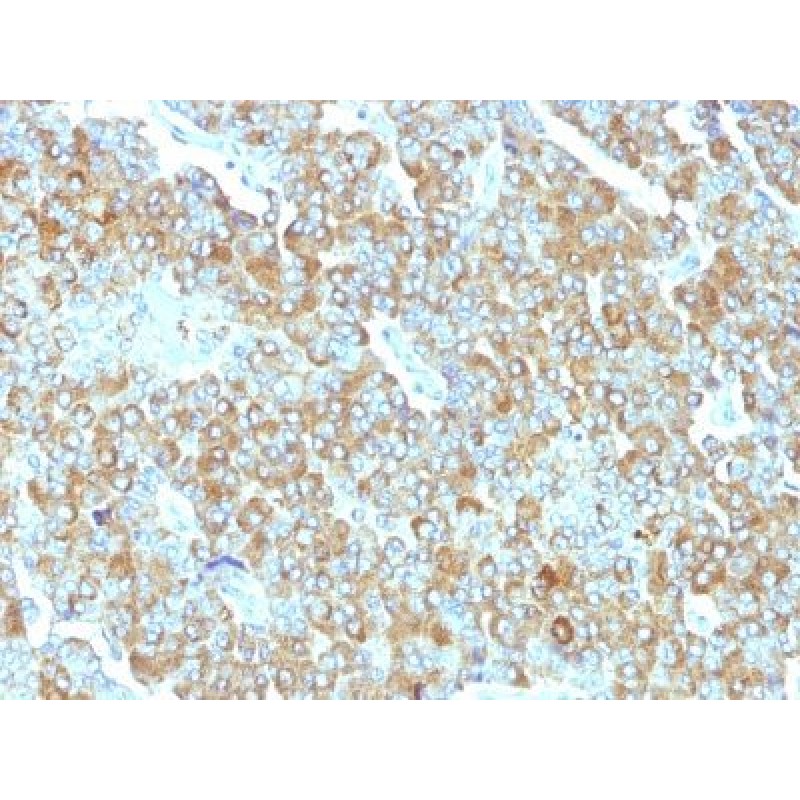 Chromogranin A(PHE5), 1mg/mL