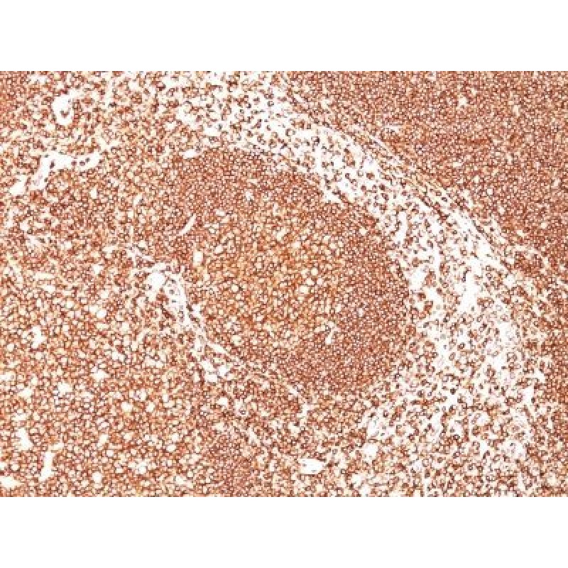 CD45 / LCA(2B11), 1mg/mL