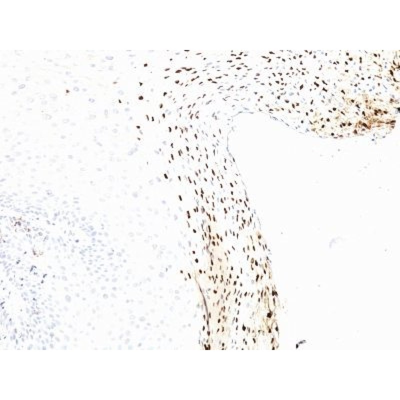 CDw60(UM4D4), 1mg/mL