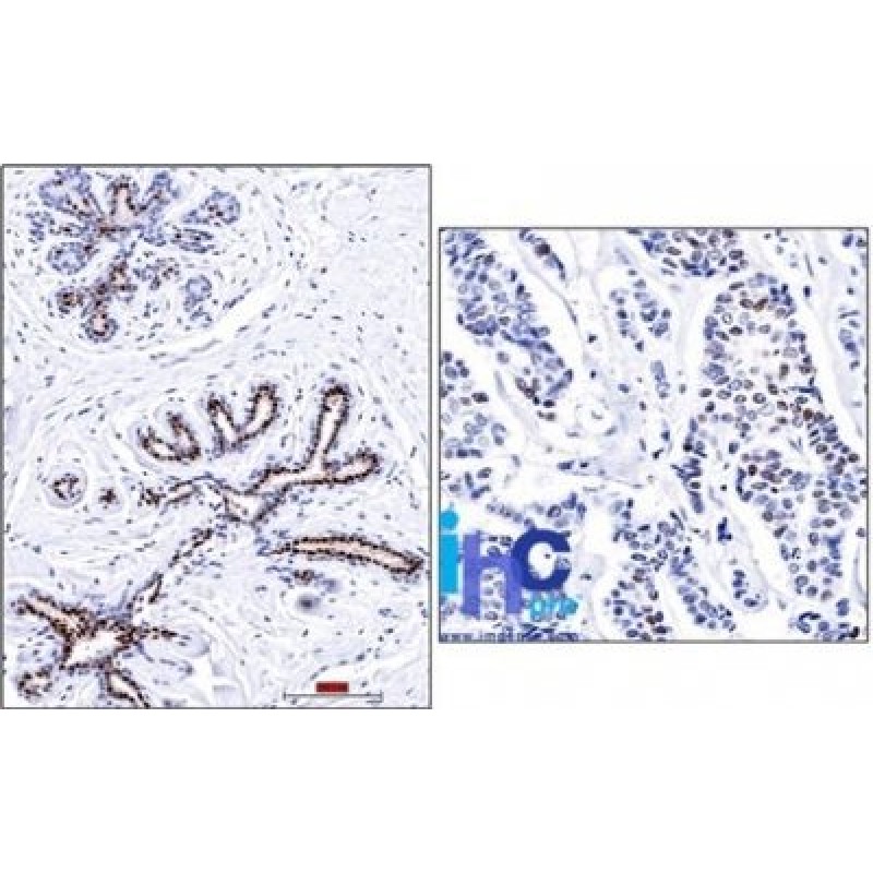 Progesterone Receptor(PR501), 1mg/mL