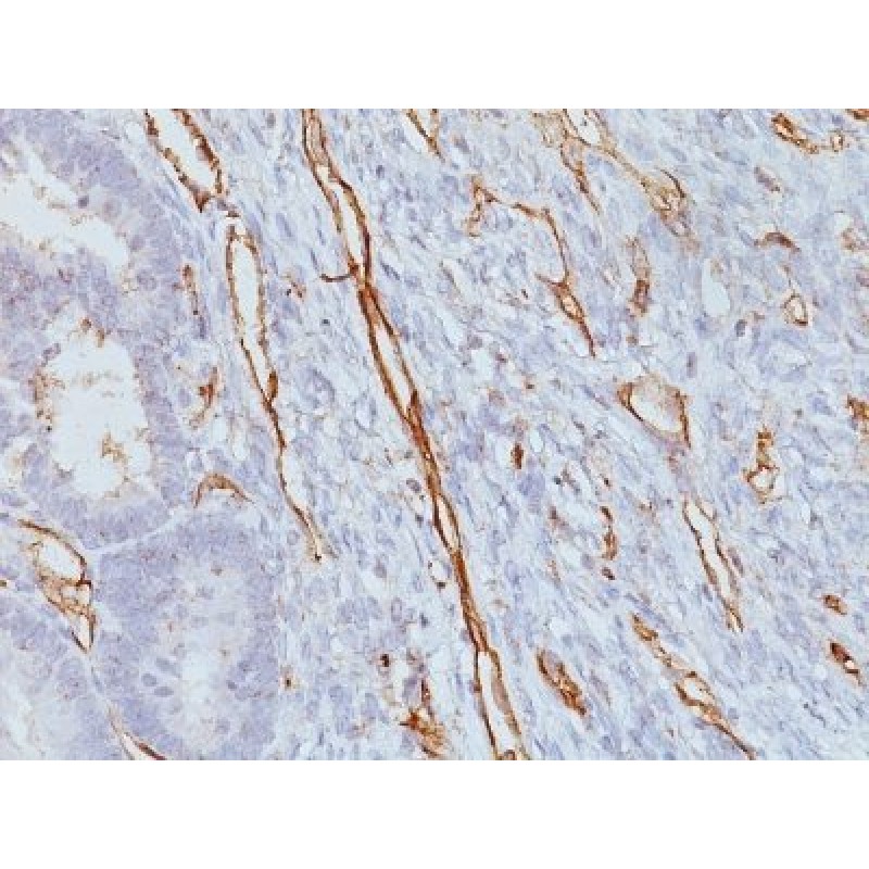 CD31 / PECAM-1(JC/70A), 1mg/mL