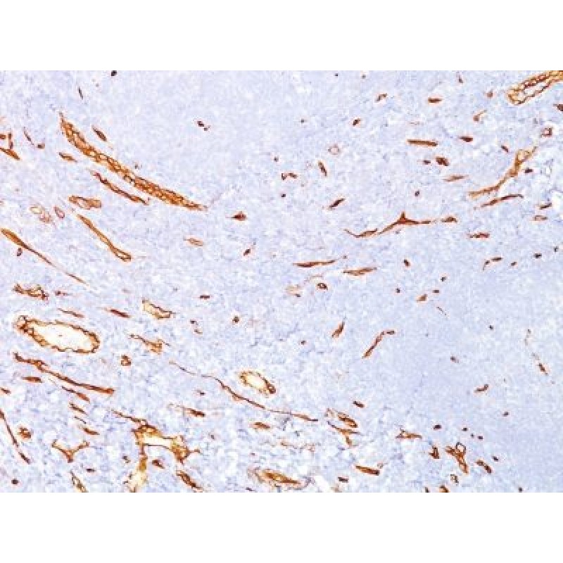 CD34(QBEnd/10), 1mg/mL