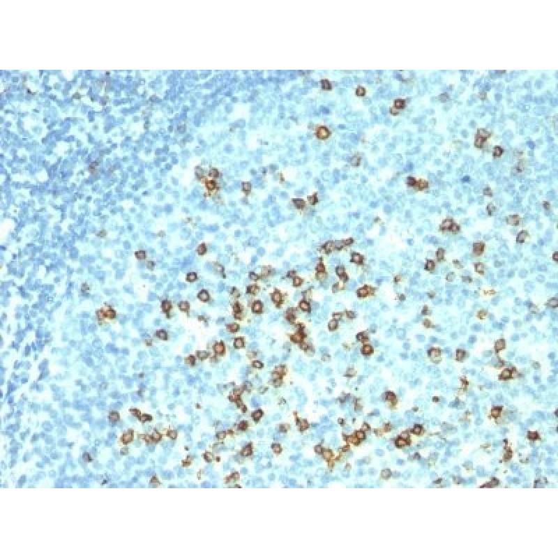 CD57 / B3GAT1(NK-1 + HNK-1), 1mg/mL