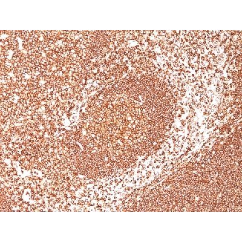 CD45 / LCA(2B11 + PD7/26), 1mg/mL