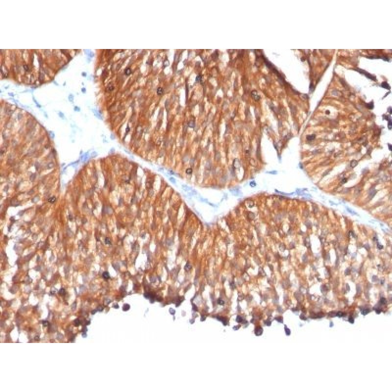 HSP60(HSPD1/780), 1mg/mL