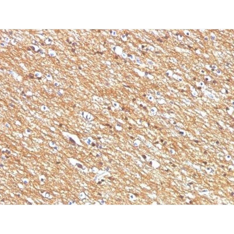 CD56 / NCAM(NCAM1/795), 1mg/mL
