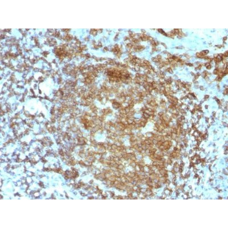 CD45RA(PTPRC/818), 1mg/mL