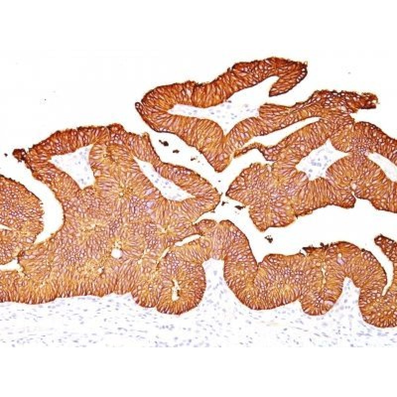 Ep-CAM / CD326(EGP40/837), 1mg/mL