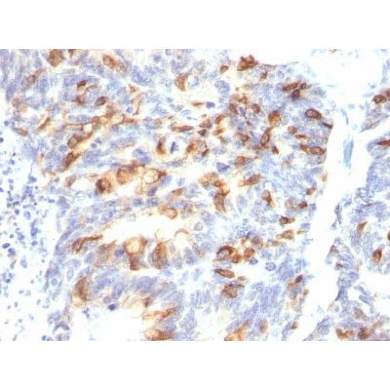 MUC2(MLP/842), 1mg/mL