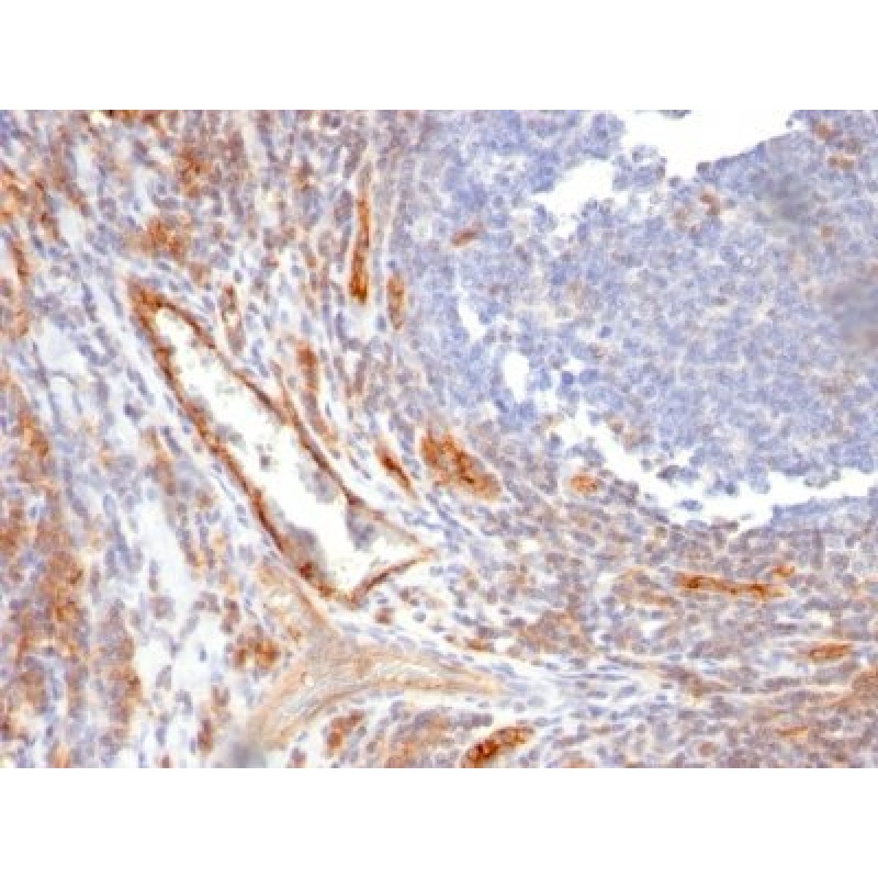 CD31 / PECAM-1(C31.10), 1mg/mL