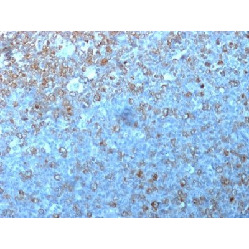 p34 / cdk1(POH-1), 1mg/mL