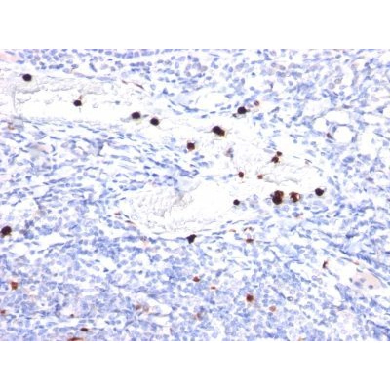 Granulocyte-Colony Stimulating Factor (G-CSF) (CSF3)(CSF3/900), 1mg/mL