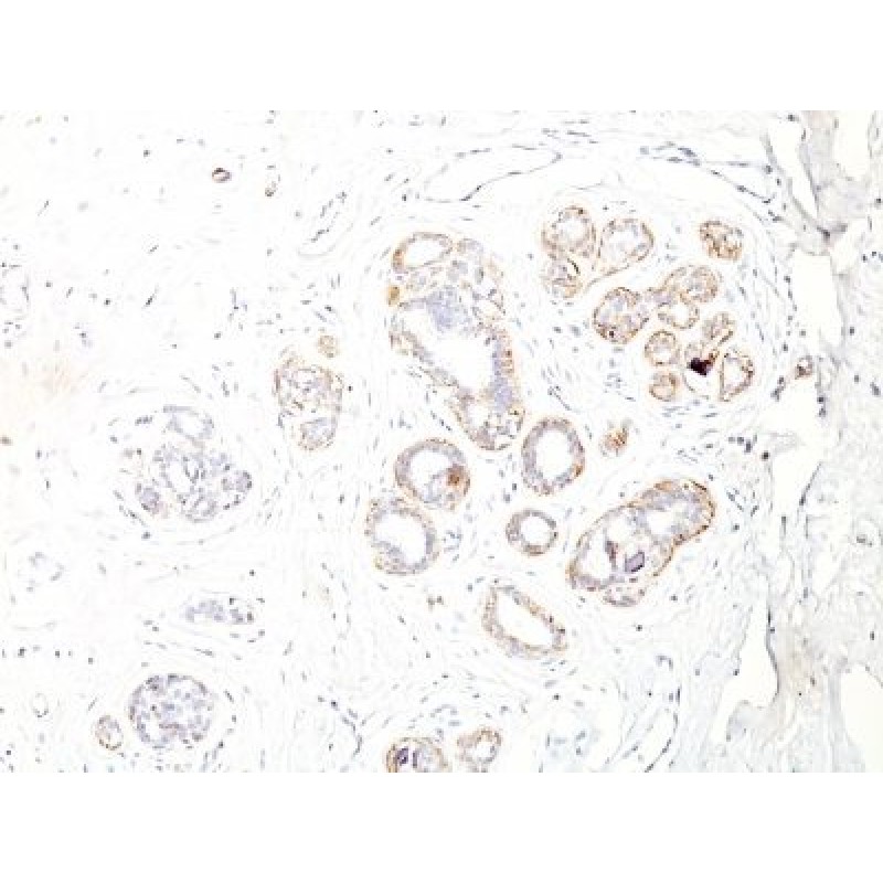 Myosin, Smooth Muscle Heavy Chain(ID8), 1mg/mL
