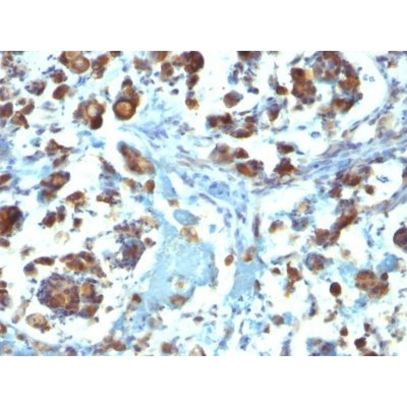 Mucin 3(M3.1), 1mg/mL