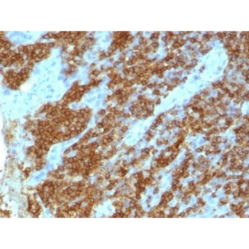 CD45RA(111-1C5), 1mg/mL