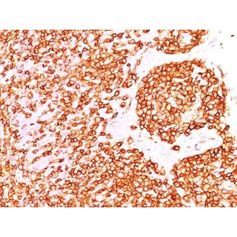 CD45RB(DF-B1), 1mg/mL