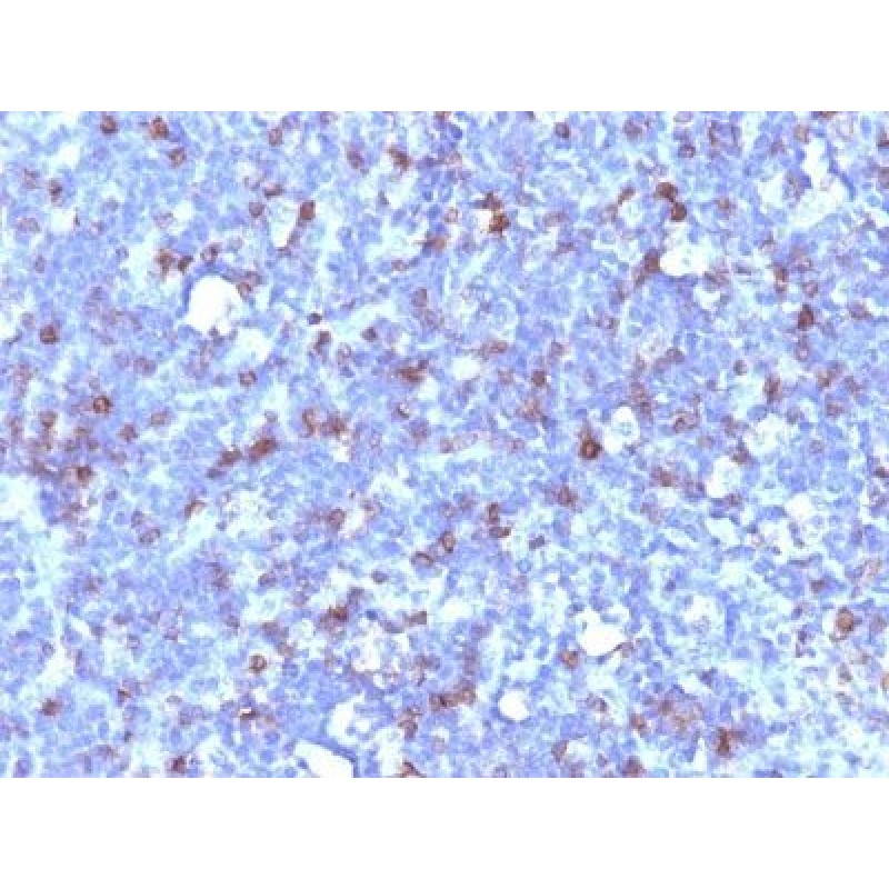 CD43(SPN/1094), 1mg/mL