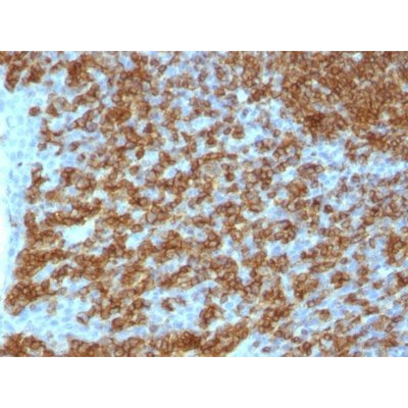 CD45RA(PTPRC/1148), 1mg/mL