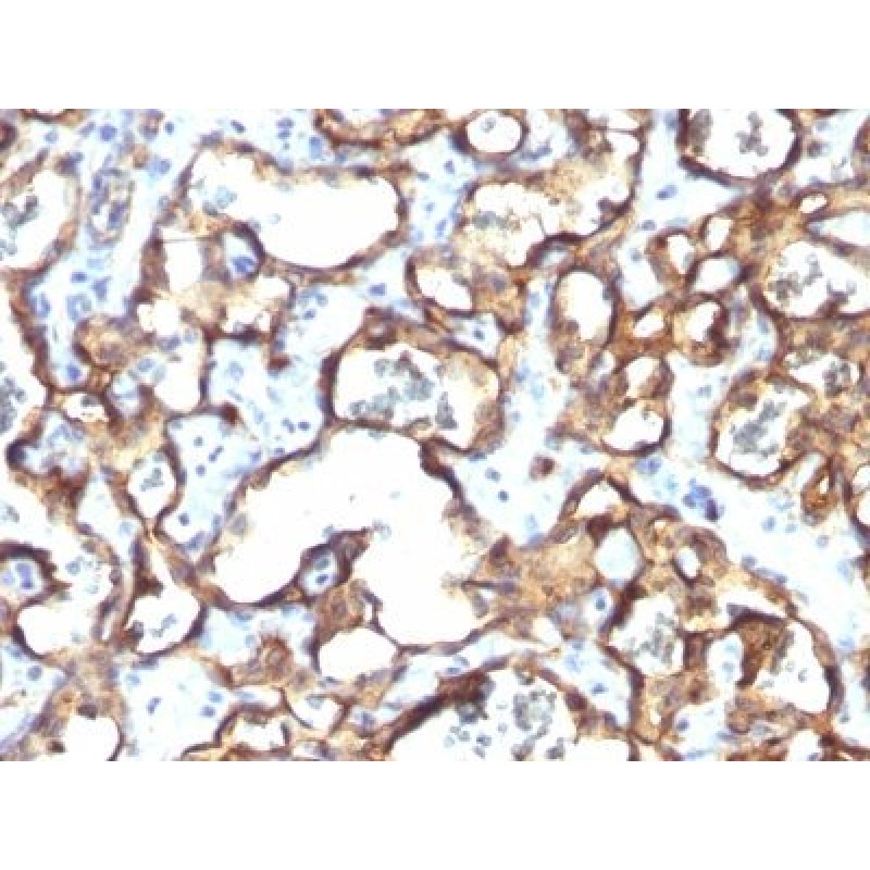 CD34(HPCA1/1171), 1mg/mL