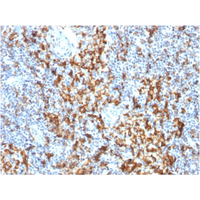 Biotium BNUM1210-50, CD163 (Monocyte & Macrophage Marker)(M130/1210), 1mg/mL