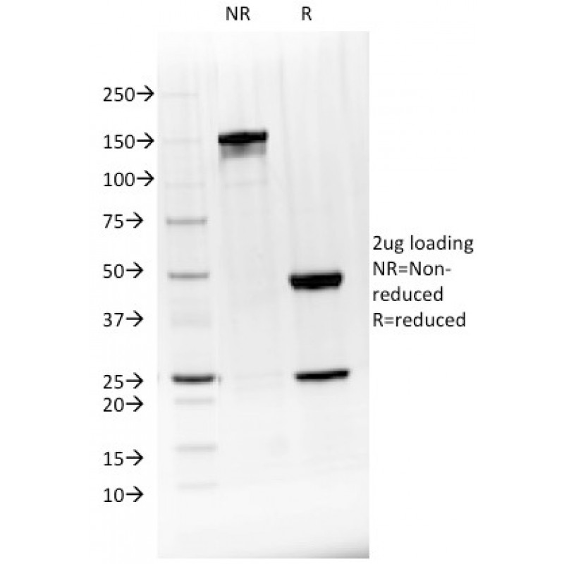 Biotium BNUM1528-50, BTLA(BTLA/1528), 1mg/mL