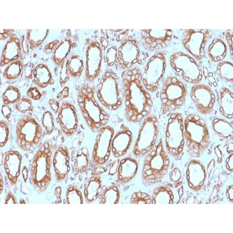Biotium BNUM1543-50, Calnexin (Endoplasmic Reticulum Marker)(CANX/1543), 1mg/mL