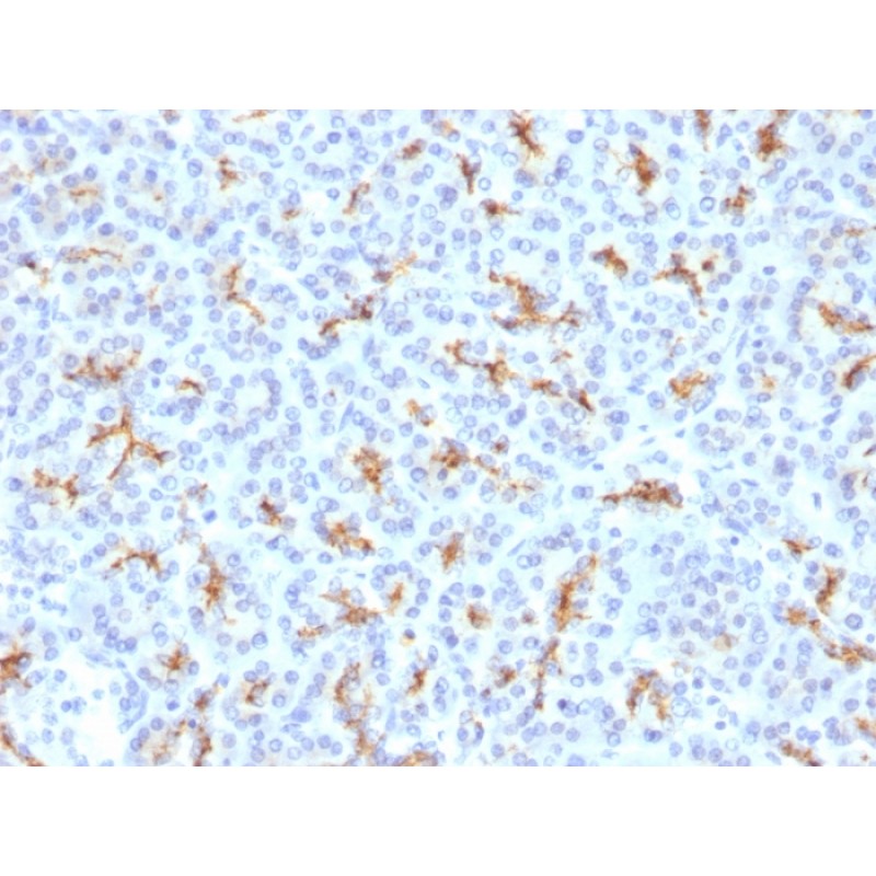 CFTR (Cystic Fibrosis Transmembrane Conductance Regulator)(N/A), 1mg/mL