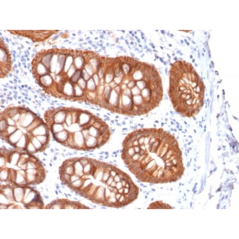 Ep-CAM / CD326 (Epithelial Marker) (rVU-1D9), 1mg/mL