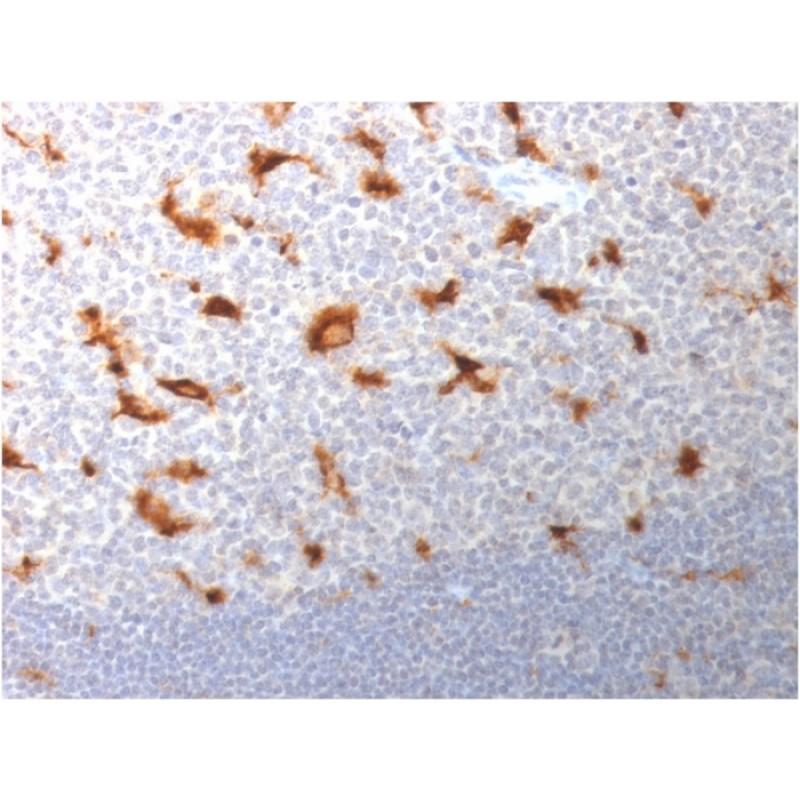 CD68 (Macrophage Marker)(LAMP4/1830), 1mg/mL
