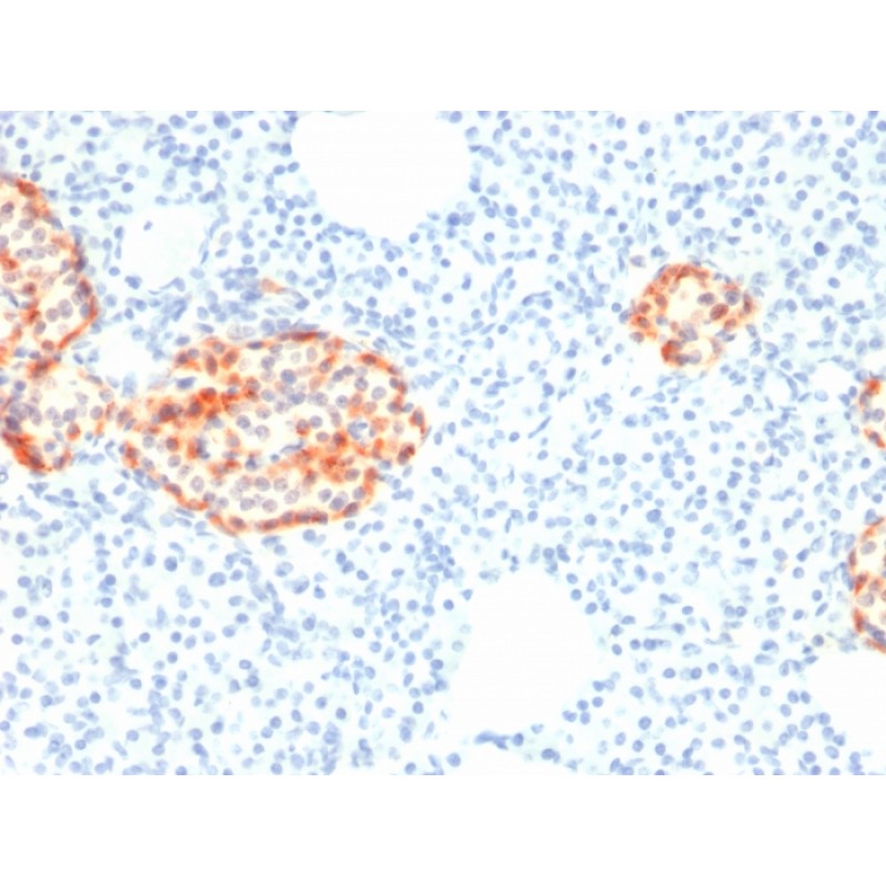 Chromogranin A / CHGA (Neuroendocrine Marker)(rCHGA/798), 1mg/mL