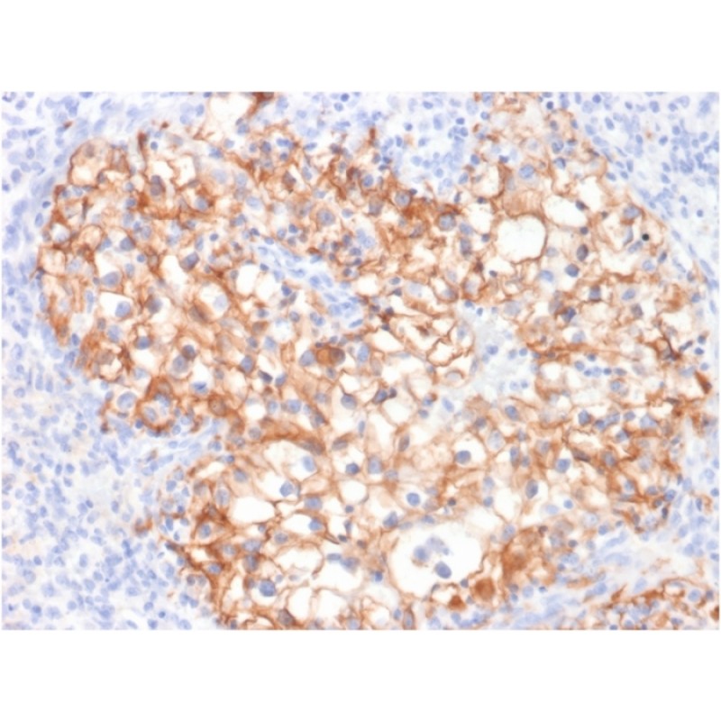 Ksp-Cadherin / CDH16 (Renal Cell Marker)(CDH16/2125), 1mg/mL