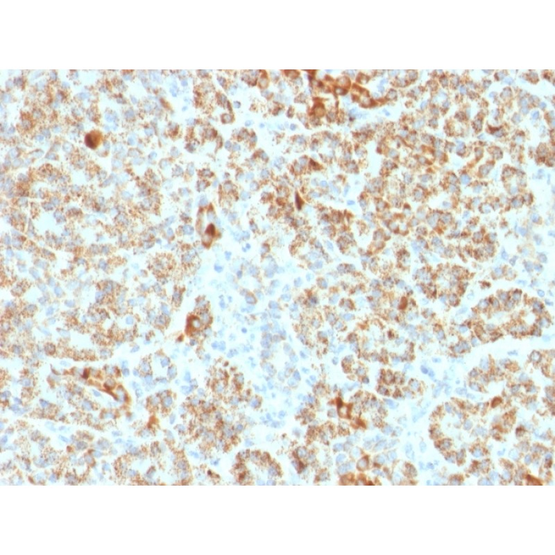 Frataxin (Marker of Friedreich Ataxia)(FXN/2124), 1mg/mL