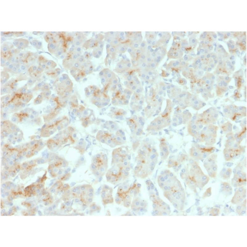 CFTR (Cystic Fibrosis Transmembrane Conductance Regulator)(rCFTR/1342), 1mg/mL