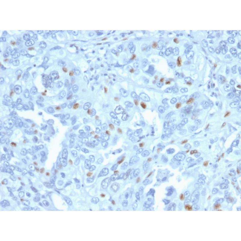 Cyclin A2 (S- & G2-phase Cyclin)(CCNA2/2333), 1mg/mL