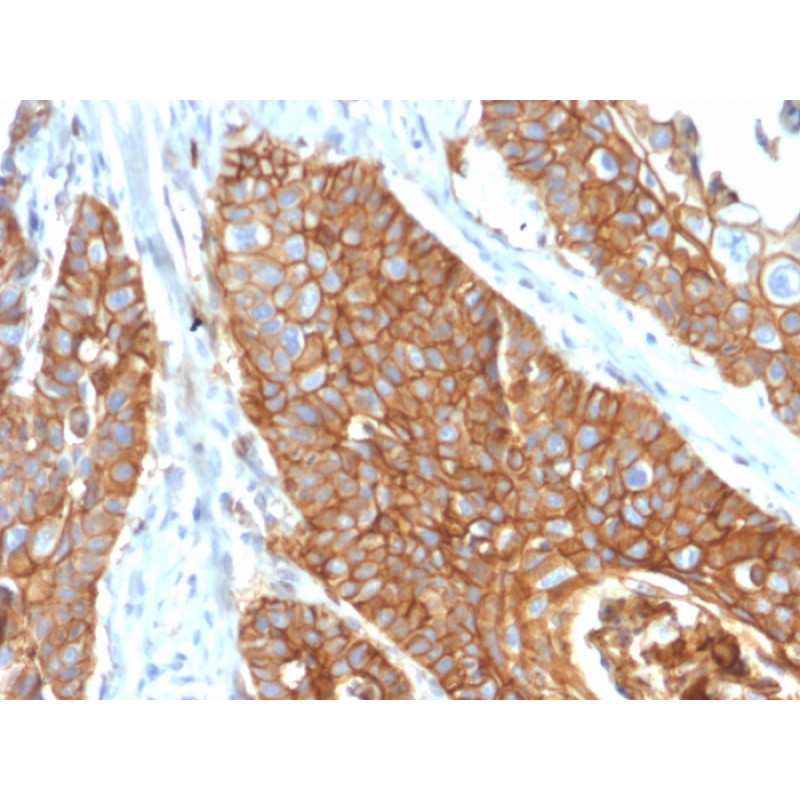 CD9 (TSPAN29) (Motility-Related Protein-1)(CD9/2343), 1mg/mL