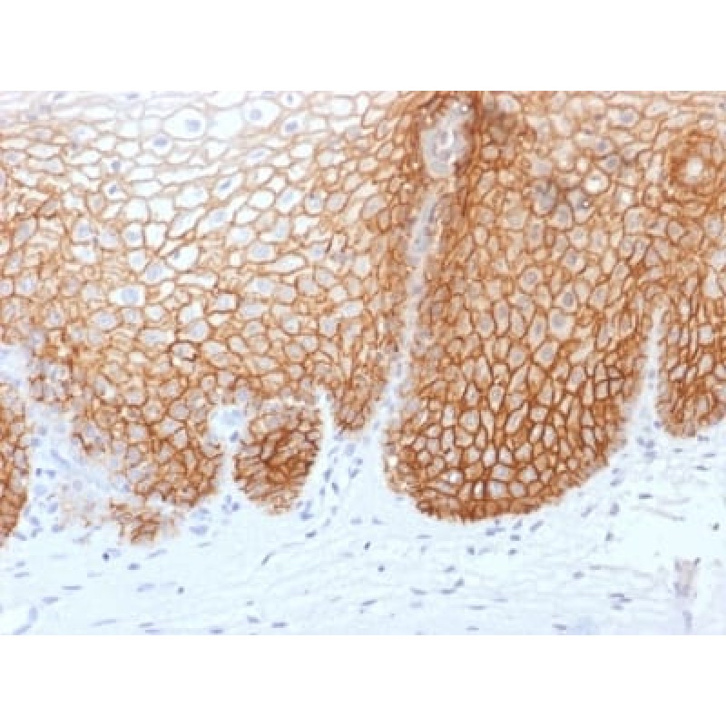 CD44v9 (Marker of Tumor Metastasis) (rCD44v9/1459), 1mg/mL