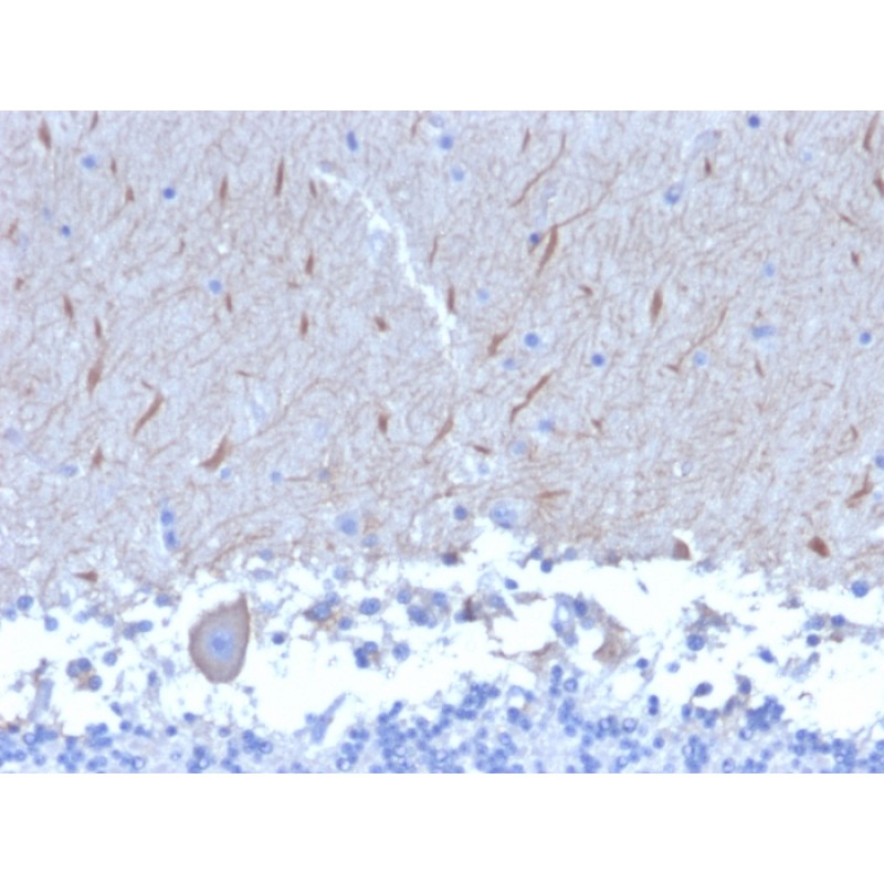 Biotium BNUM2553-50, ATG5 (Autophagy Marker)(ATG5/2553), 1mg/mL