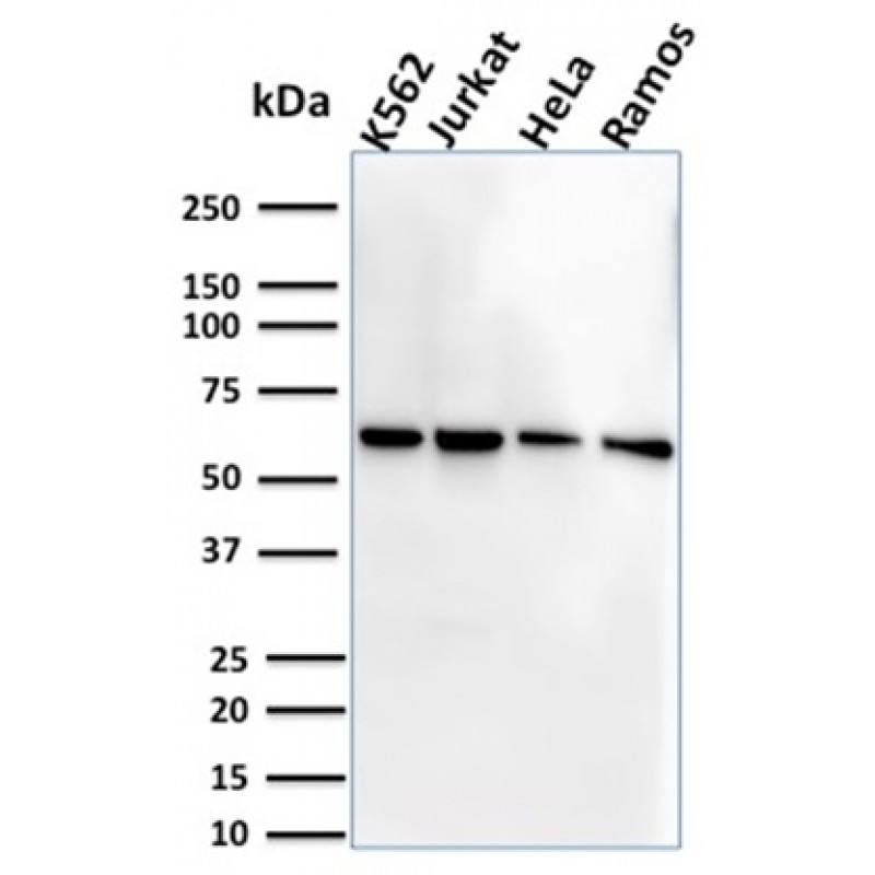 Biotium BNUM2751-50, CD127 / IL7R (Marker of T-Reg Cells)(IL7R/2751), 1mg/mL