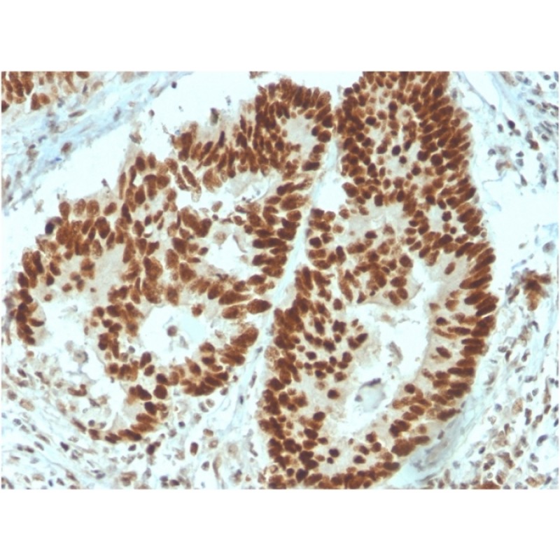 MSH6 (DNA Mismatch Repair Protein)(MSH6/3091), 1mg/mL